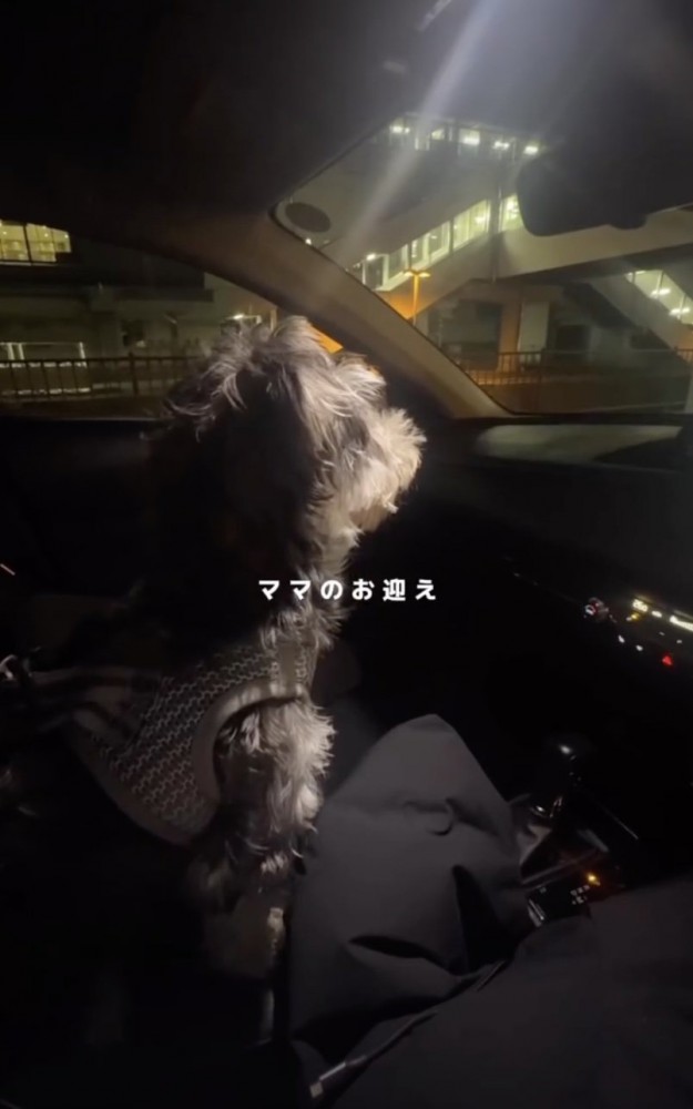 はるばるママのお迎えへ