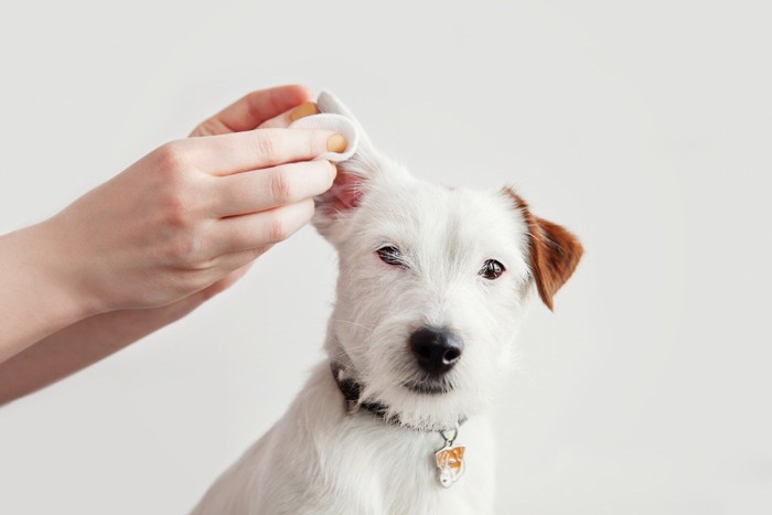 犬の耳をコットンで拭いている