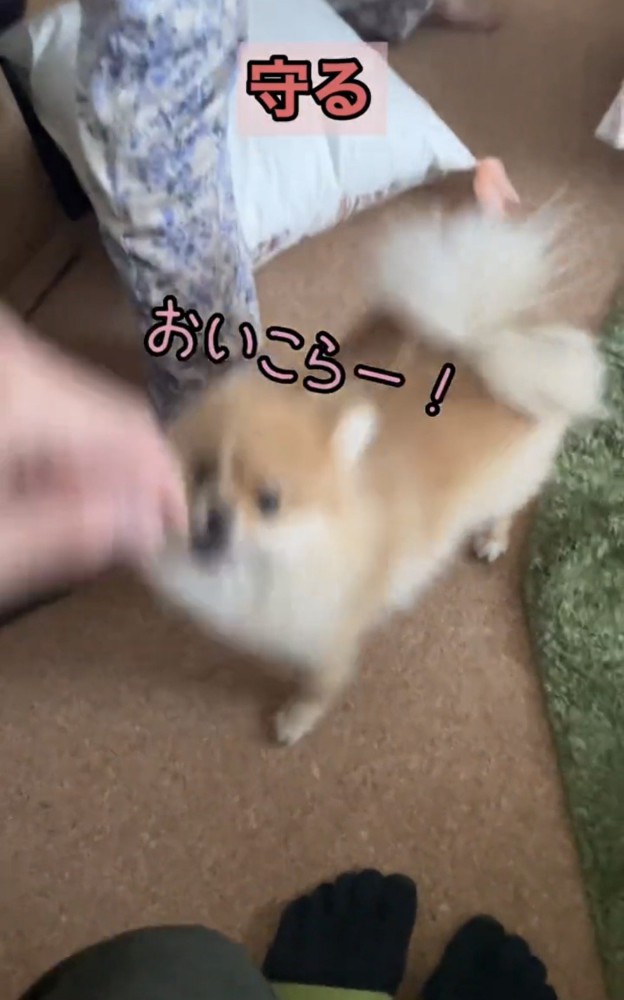 手に向かって飛び出す犬