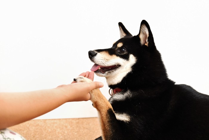 人に前足を触られている柴犬