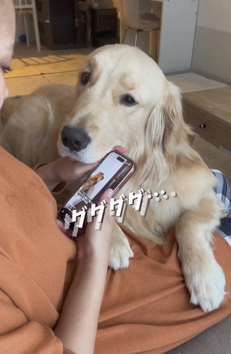 飼い主の手を押し込む大型犬