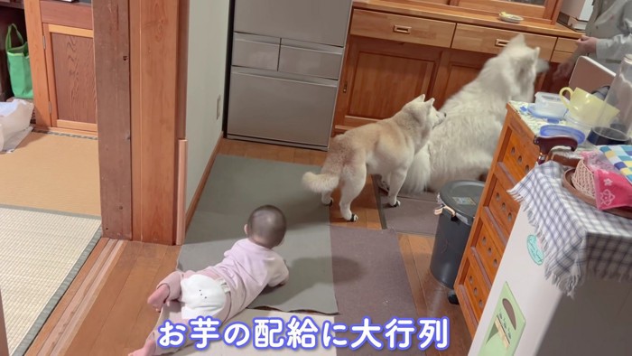 焼き芋の配給で一旦休戦!?