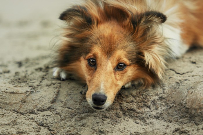 伏せをする犬