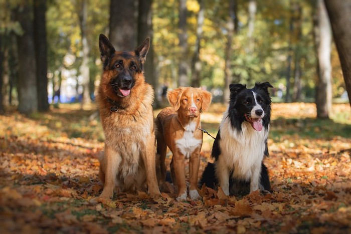 落ち葉の上で並んで座る三頭の犬