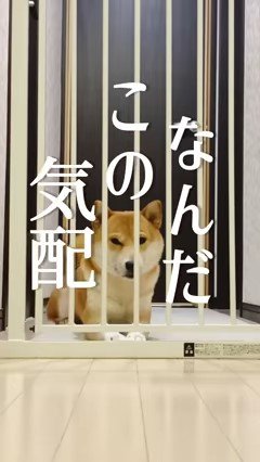 ゲートの内側で伏せている犬