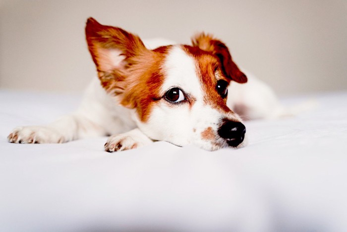 片耳が上がっている犬