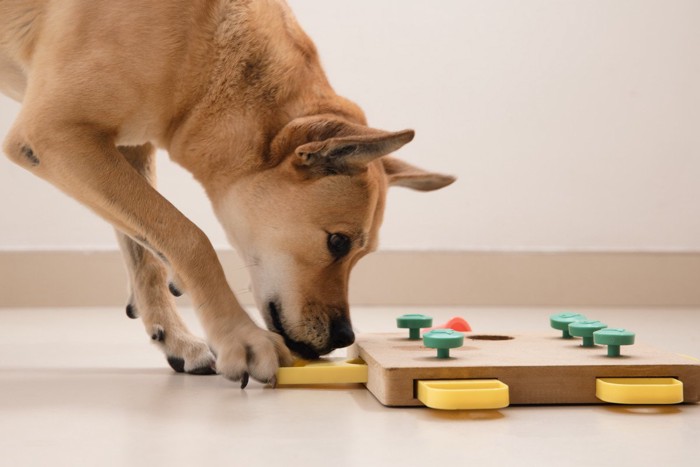 知育トイで遊ぶ犬