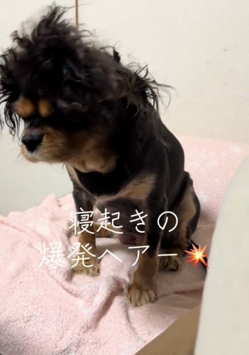 頭をうつむけた犬の乱れた髪