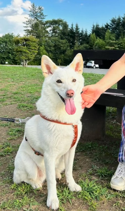 ベンチ横でお座りして舌を出している犬