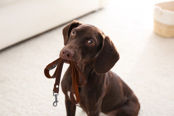 リードを咥えた茶色い犬