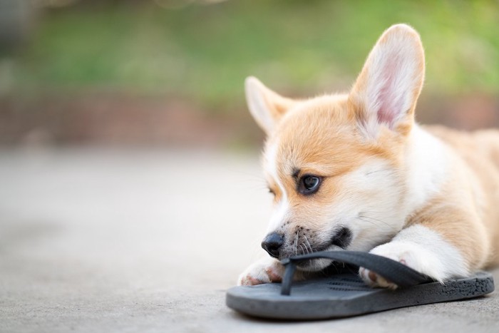 靴を噛んでいるコーギーの子犬