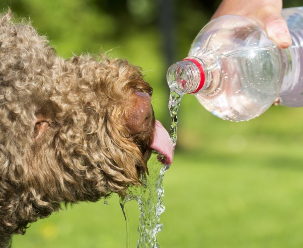 水を飲む犬