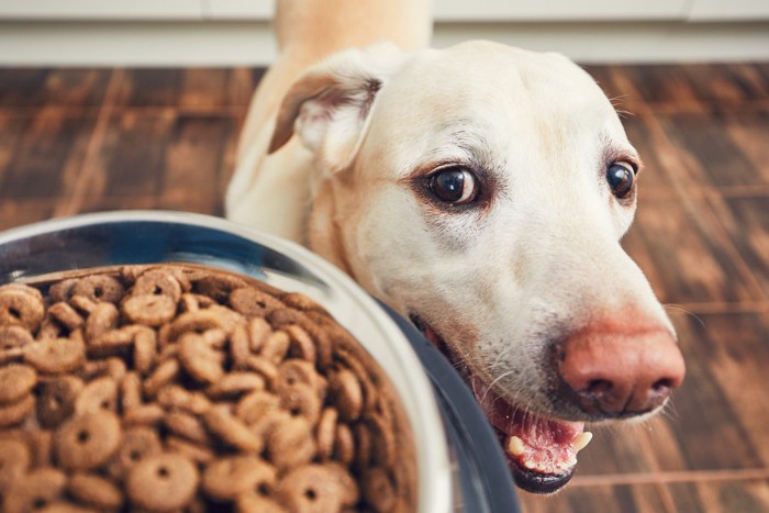 ご飯と犬のアップ