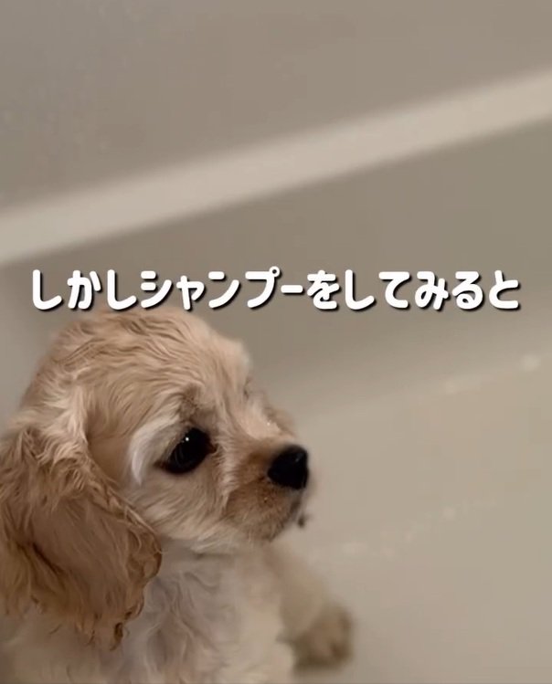 シャンプーしたパルちゃん