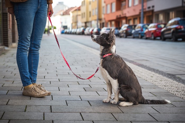 街中を散歩中におすわりするボーダーコリーの子犬
