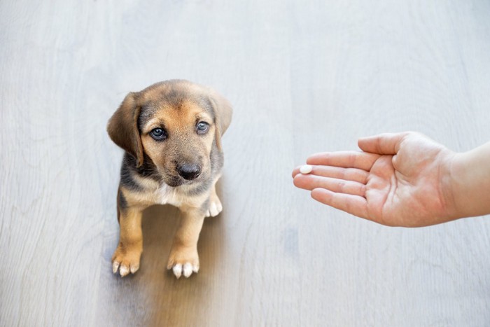 薬を差し出される子犬