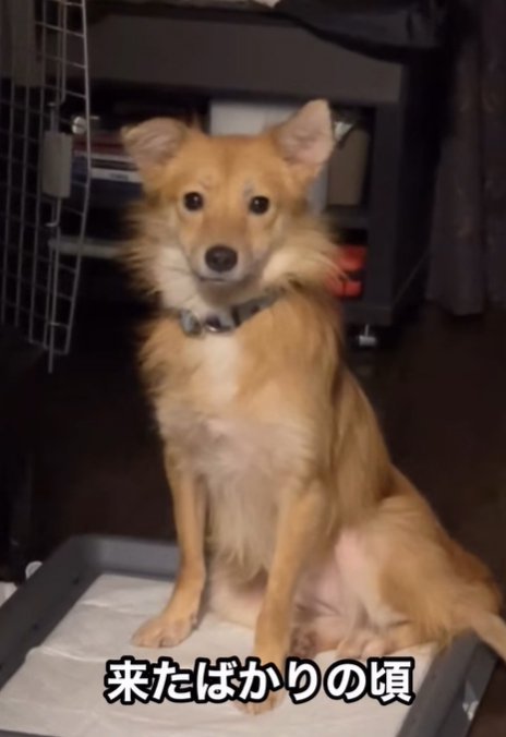 家へ来たばかりの頃の犬