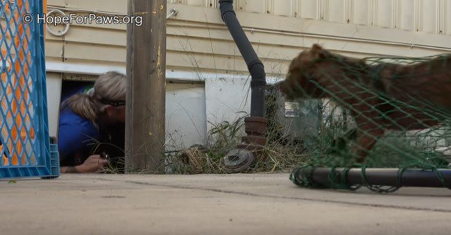 網にかかった犬と床下からはい出す人