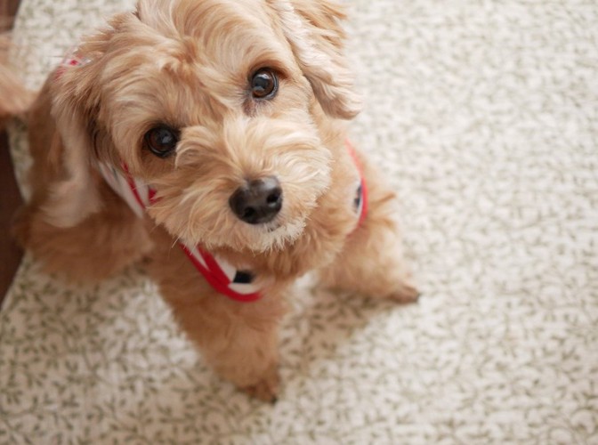 じっと見つめてくる犬