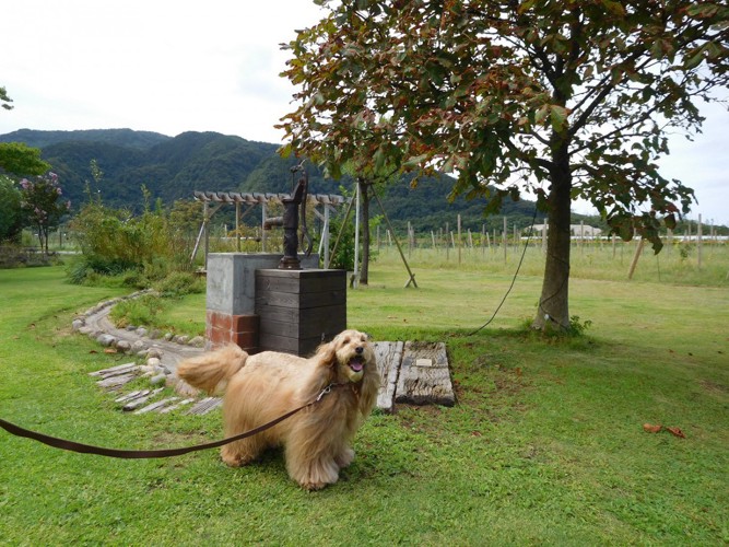 にこにこ笑顔の犬と山の風景写真