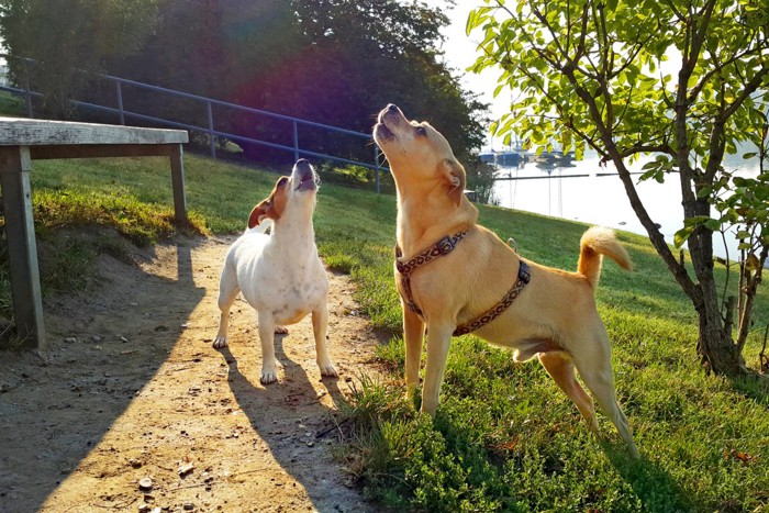 2頭の犬