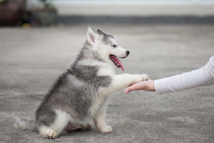 お手をする犬