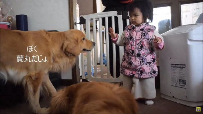 2頭の犬と子ども