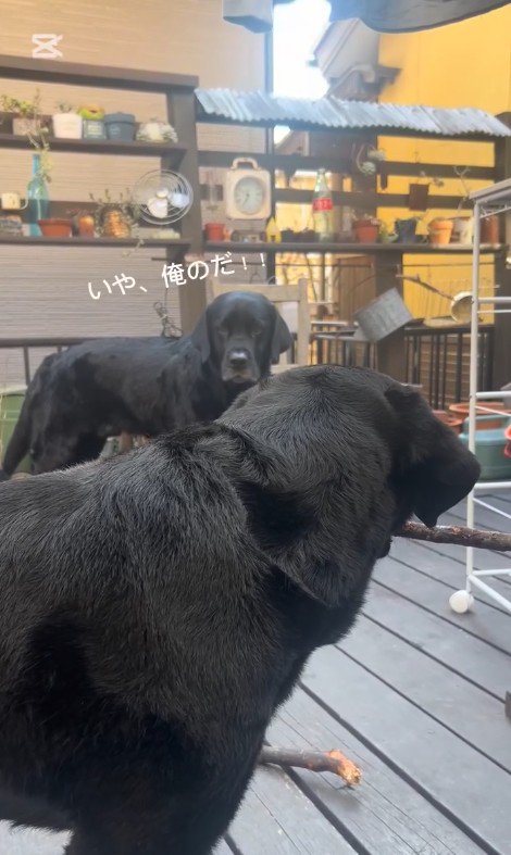 睨み合って「俺のだ!」と主張