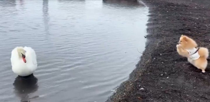 おねだり
