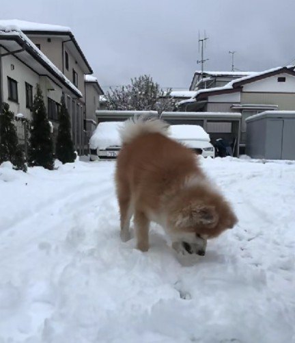 雪をムシャムシャ