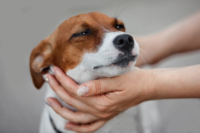 人の手になでられている犬