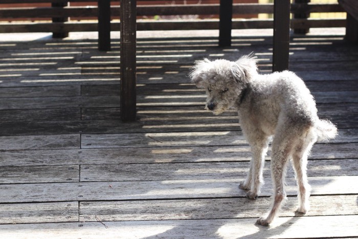 老犬、グレーのトイプードル