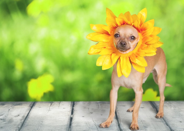 花になった犬