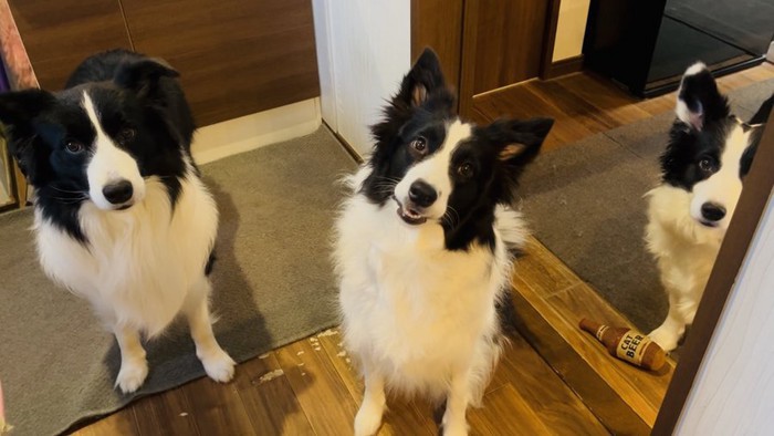 ボーダーコリー