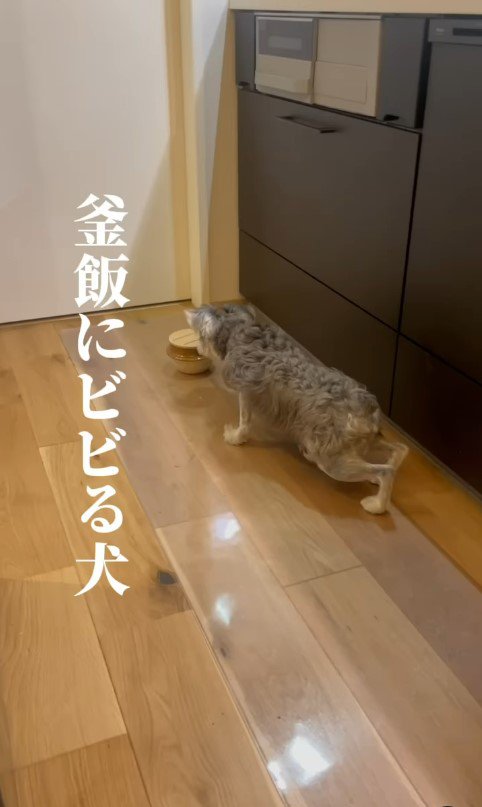 釜めしの容器にビビるしおちゃん