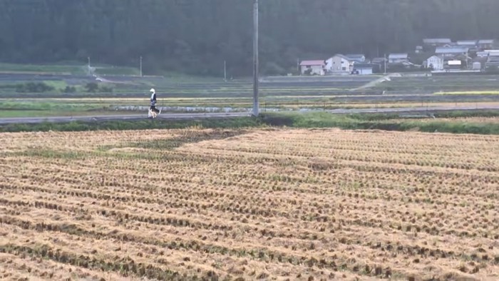 女性と道路を踏み外すコーギー