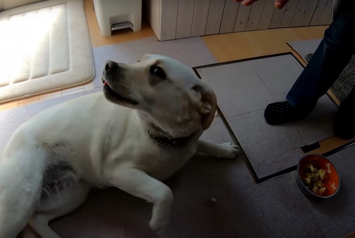 寝転ぶ犬と餌