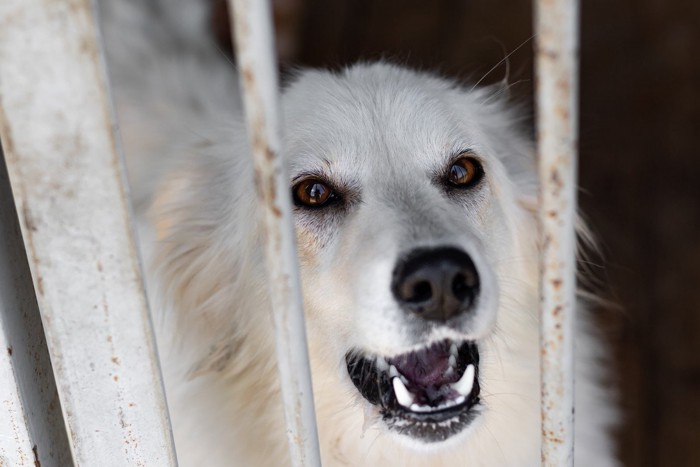 柵越しに吠える白い犬