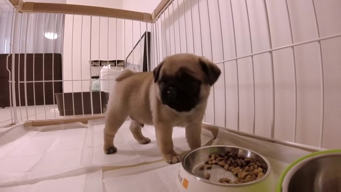 子犬らしい頭の大きさにキュン♡