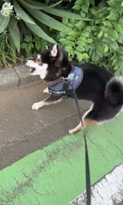 カマキリに攻撃されたすみすみちゃん