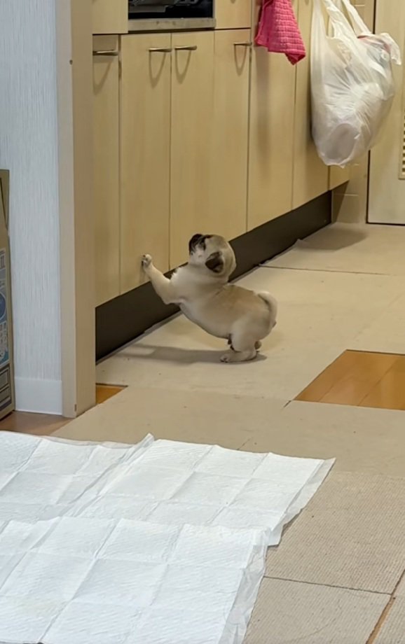 勢いをつけるゴンちゃん