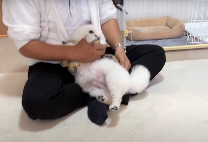 お腹を見せてじゃれつく犬