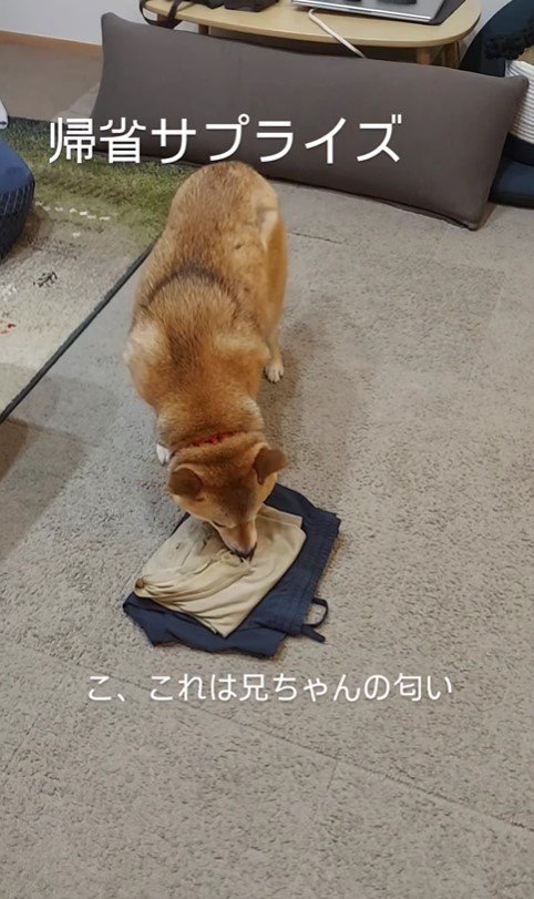 お兄ちゃん帰省時のハルちゃん