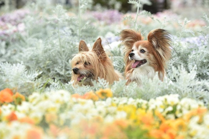 2匹の犬