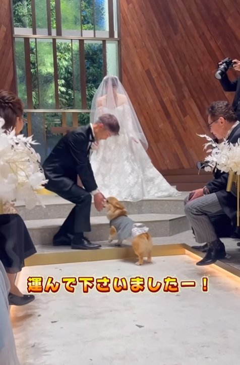 飼い主さんご夫婦にリングを届ける中型犬