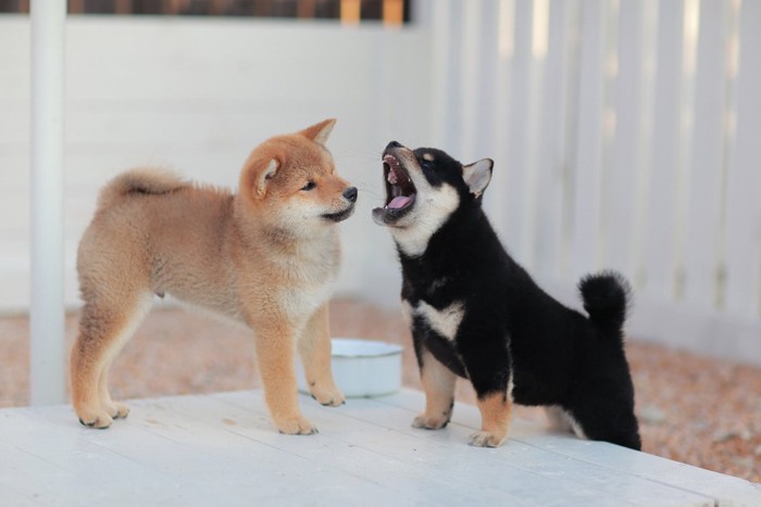 2頭の柴犬の子犬