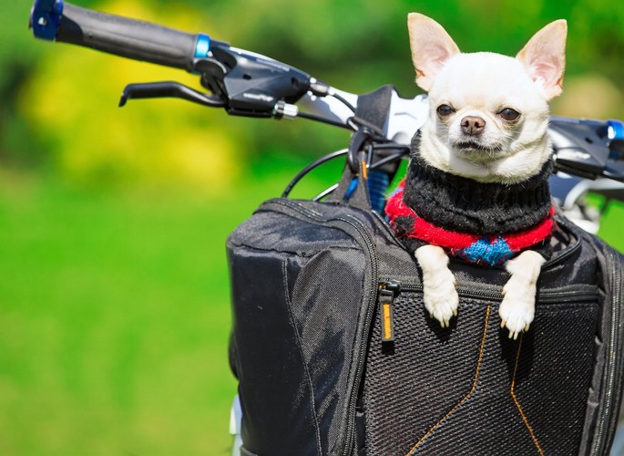 自転車のケージに入るチワワ