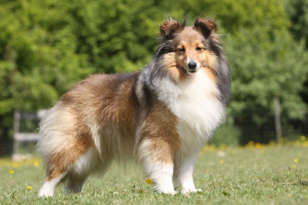 Shetland Sheepdog