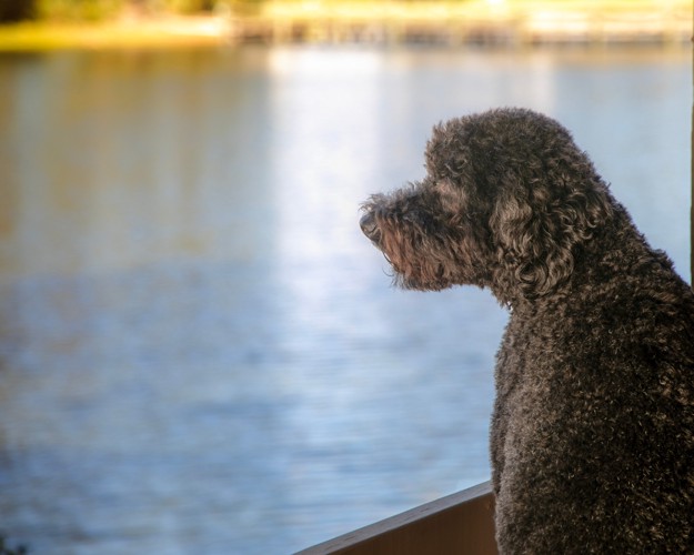 水面を見つめるバルビー