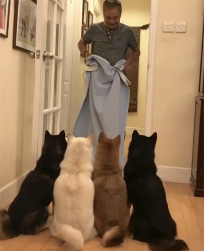 布を持つ人を見つめる4匹の犬